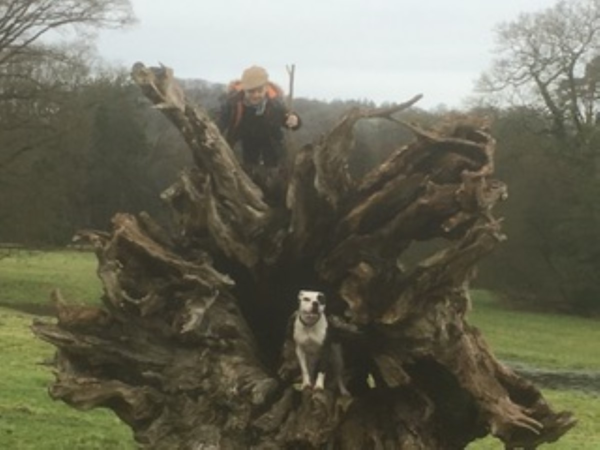 Dog in tree